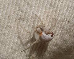 Philodromus insperatus