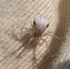 Philodromus insperatus