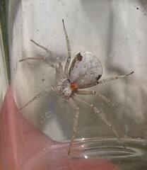 Philodromus insperatus