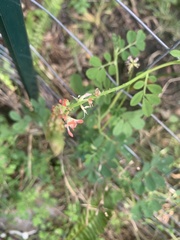 Indigofera spicata