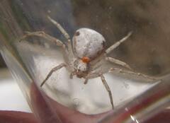 Philodromus insperatus