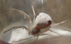 Philodromus insperatus