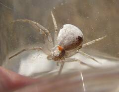 Philodromus insperatus