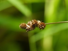 Carex bebbii