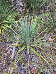 Yucca filamentosa