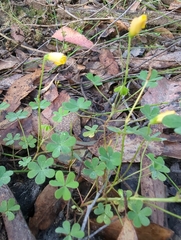 Oxalis