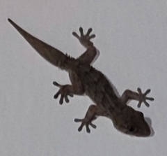 Tarentola angustimentalis