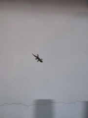 Tarentola angustimentalis