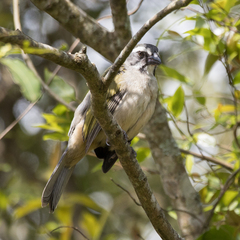 Saltator similis