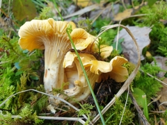 Cantharellus cibarius