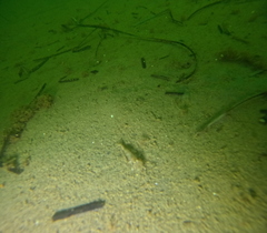 Crangon septemspinosa