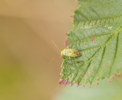 Taylorilygus apicalis