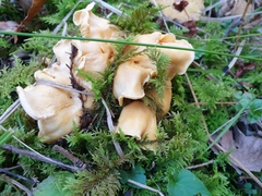 Cantharellus cibarius