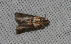 Acrobasis repandana