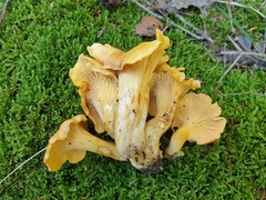 Cantharellus cibarius