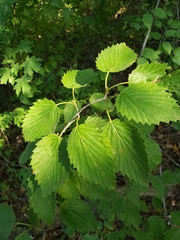 Viburnum recognitum