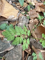 Torilis arvensis