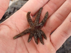 Allostichaster polyplax