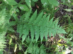 Athyrium