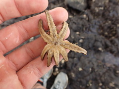 Allostichaster polyplax