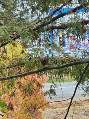 Buteo lineatus elegans