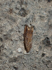 Epiblema strenuana