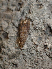 Epiblema strenuana