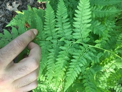Athyrium