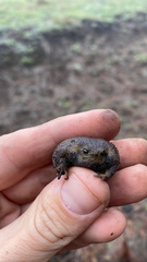 Breviceps verrucosus