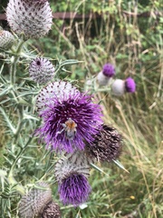 Cirsium eriophorum