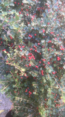 Cotoneaster horizontalis