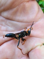 Sphex flavovestitus
