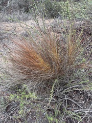 Crocanthemum scoparium
