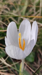 Crocus vernus
