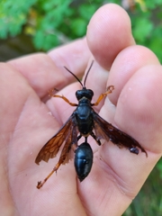 Sphex flavovestitus