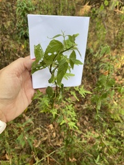 Aureolaria grandiflora
