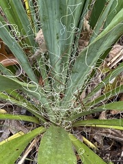 Yucca filamentosa