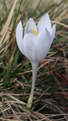 Crocus vernus