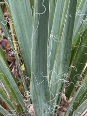 Yucca filamentosa
