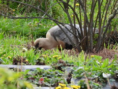 Theristicus melanopis