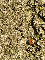 Harmonia axyridis