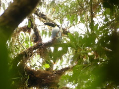 Andigena nigrirostris