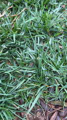 Stenotaphrum secundatum