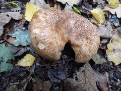 Paxillus