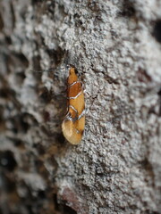 Epicallima argenticinctella