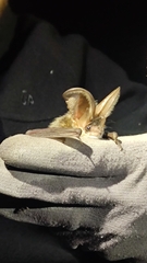 Plecotus auritus
