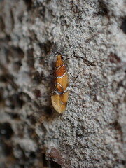 Epicallima argenticinctella