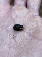 Trogidae