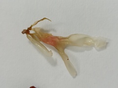 Coccotylus truncatus