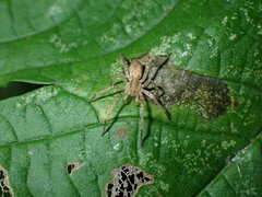 Anyphaena